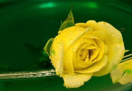 Yellow rose with drops - nature, yellow, drop, rose, flower