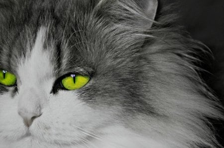 Green eyed cat - pet, animal, kitten, eye, cat