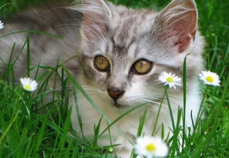 Cat in the grass - animal, kitten, pet, cat, grass