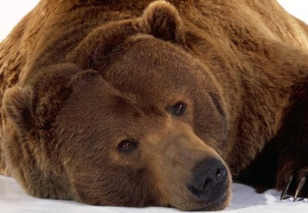 Big brown bear - brown, animal, bear, amazing