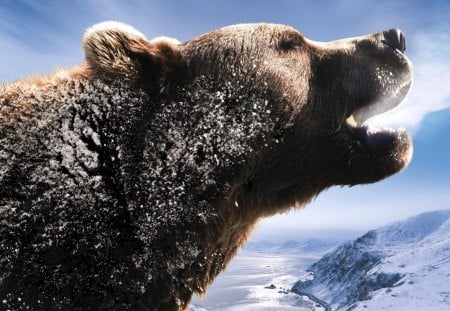 Bear beauty - brown, bear, portrait, snow