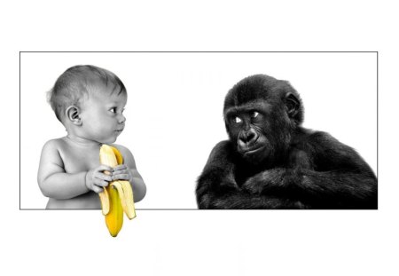 Baby-Monkey - white, monkey, black, baby