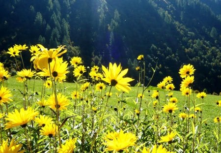 Daisies de Chamonix - fields, mountains, summer, daisies