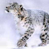 Snow Leopard Painting