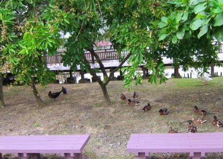 Lovely ducks - chairs, lakeside, lovely, ducks, tree