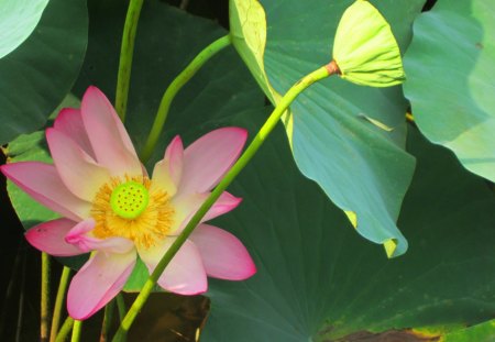 Lotus - pretty, lotus, flower, pink