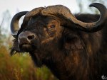 AFRICAN BUFFALO