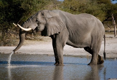 AFRICAN ELEPHANT - elephant, bushveld, animals, big five, savannah, africa