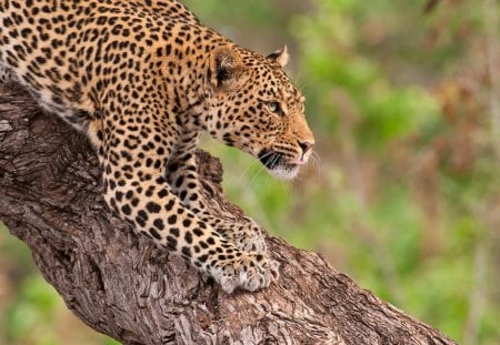 LEOPARD AFRICA - bushveld savannah, leopard, africa, cats, big five