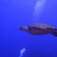 Amazing Ocean Turtle