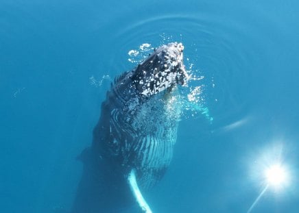 Serene and Beautiful - animal, ocean, whale, large