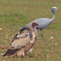 CAPE VULTURE AND BLUE CRANE