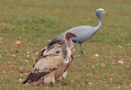 CAPE VULTURE AND BLUE CRANE - vultures, birds of prey, wildlife, cranes, africa, birds