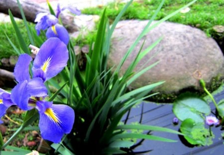 Iris - simple and elegant, pond, pretty, graceful