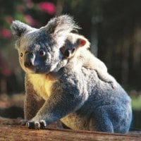 Koala Mum with Gorgeous Baby