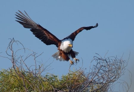 AFRICAN FISH EAGLE IN FLIGHT