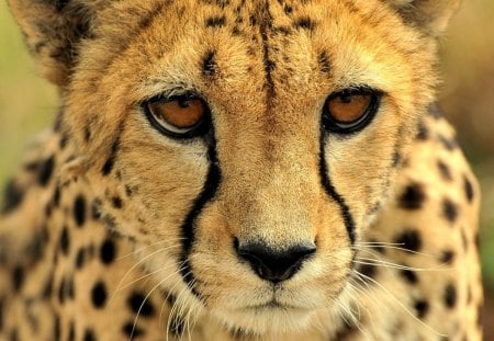 PORTRAIT OF A CHEETAH - cheetah, predator, africa, cats, savannah, animals, wildlife