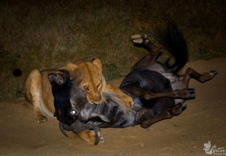 THE LAW OF THE JUNGLE - night photography, lions, cats, predators, kill, africa