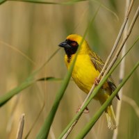 SOUTHERN MASKED WEAVER