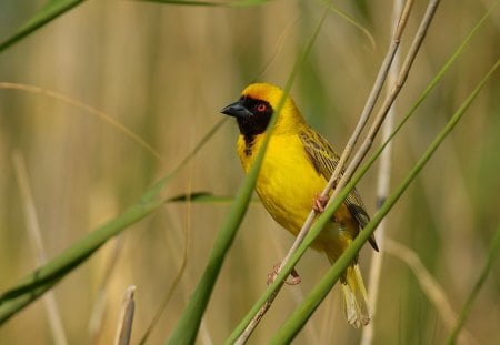 SOUTHERN MASKED WEAVER