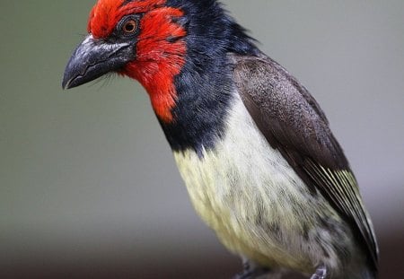 BLACK COLLARED BARBET