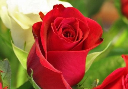 Beautiful Red Rose - passion, rose, red, beautiful