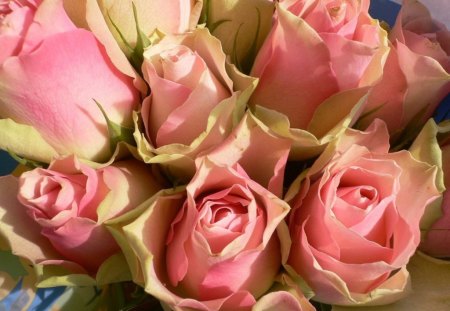 pink roses - roses, flowers, pink, still life