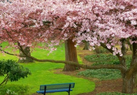 Primavara park - park, bench, chair, tree