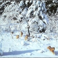 Wolf Pack in Snow