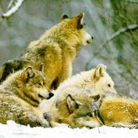 Wolf pack in Snow