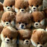 Only One Is Real..Can You Find the Real Pomeranium? â˜º