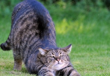 Relaxing cat - animal, grass, cat, kitten