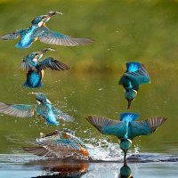 Australian Kingfisher