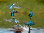 Australian Kingfisher