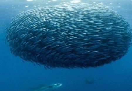 As the World Turns... - blue, ball, school, sea, circle, round, ocean, fish