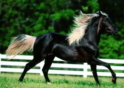 Rare Rocky Mountain Horse - black, mane, rare, rocky mountain, sleek, blonde, beauty