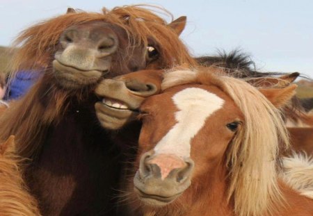 Horsin' Around - horse, play, silly, funny, cute