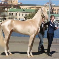 Turkish Golden Horse - Akhal-Teke