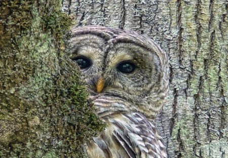 What Owl? I don't see an owl? - owl, bark, hidden, feathers, blend, tree, cameoflage