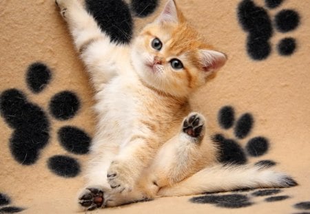 Paws - sofa, paws, sweet, playing, fluffy, animal, kitten, cute, cats, adorable, kitty