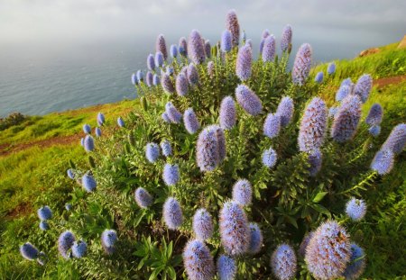 Flowers near the sea - water, summer, sea, grass, ocean, flowers, nature, green, sun