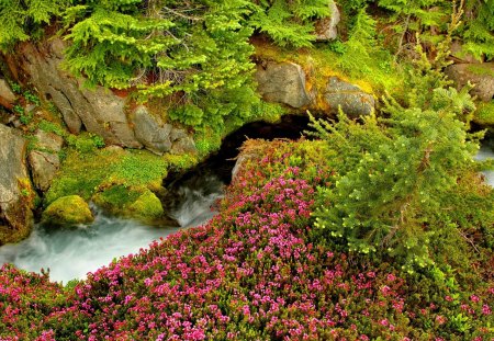 Stream among stones - peaceful, greenery, stream, water, summer, rocks, nature, forest, beautiful, green, water stream, stones, flowers