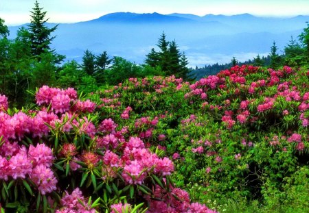 Beautiful mountain flowers - sky, mountain, greenery, rhododendrons, nature, beautiful, pink, red, green, flowers