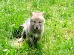 Wolf pup