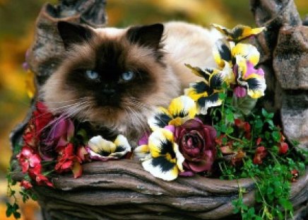 Cat in basket - basket, flowers, kitten, blue eyes