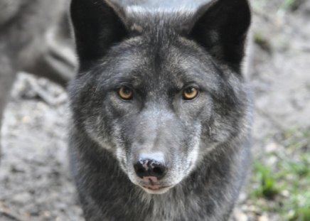 Dark Wolf - predator, portrait, black, eyes