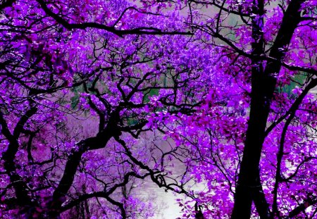 VIOLET ROOF - violet, trees, forest, leaves