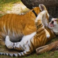 Tiger Cubs Wrestling