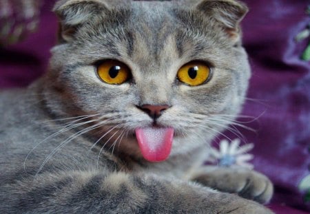 Silly Kitty - silly, grey, funny, tongue, cat