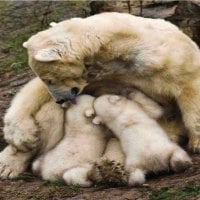 Mama Polar Bear Lovingly Feeds Cubs